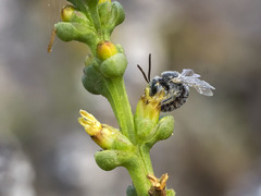Halictus concinnus