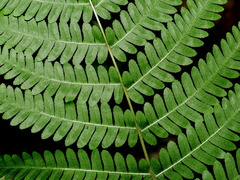 Pteris longipes, photograph (c) Jacy Chen, some rights reserved (CC BY)