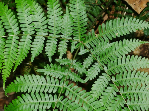 Pteris longipes, photograph 5