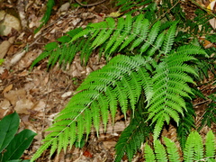 Pteris longipes, photograph (c) Jacy Chen, some rights reserved (CC BY)