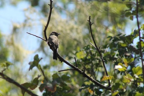iNaturalist observation photo of Western Wood-Pewee