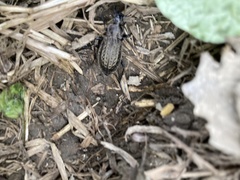 Carabus
