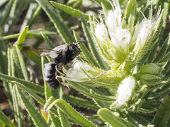Megachile canescens