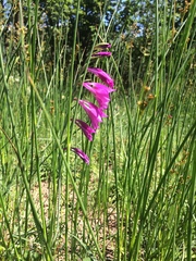 Gladiolus palustris