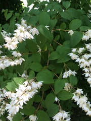 Deutzia