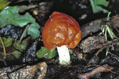 Leratiomyces erythrocephalus