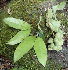 Placodiscus pseudostipularis