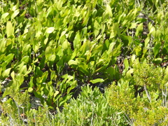 Geobalanus oblongifolius