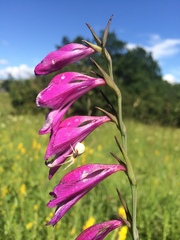 Gladiolus palustris
