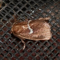 Monoleuca semifascia