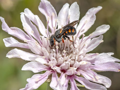 Pseudoanthidium canariense