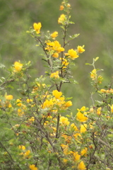 Chamaecrista greggii