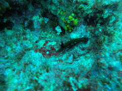 Felimare aurantimaculata