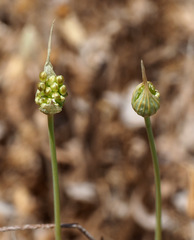 Allium paniculatum