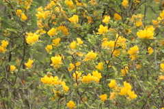 Chamaecrista greggii