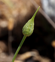 Allium paniculatum