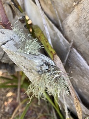 Ramalina stenospora