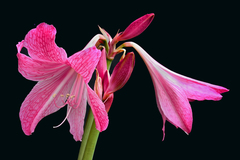 Hippeastrum reticulatum