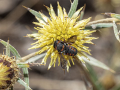 Pseudoanthidium canariense