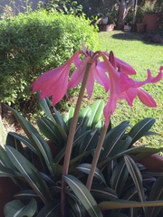 Hippeastrum reticulatum