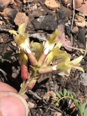 Astragalus oophorus