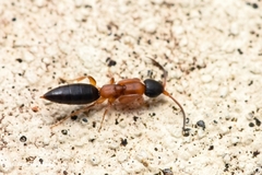 Chrysidoidea