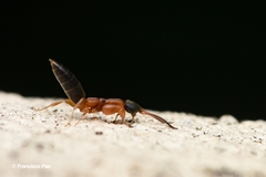 Chrysidoidea