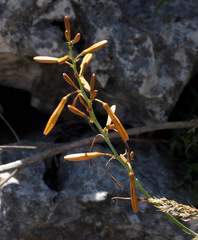 Asphodeline brevicaulis