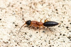 Chrysidoidea