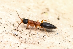 Chrysidoidea
