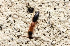 Chrysidoidea