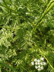 Anthriscus sylvestris