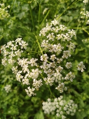 Anthriscus sylvestris