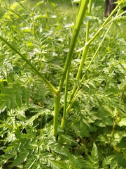 Anthriscus sylvestris