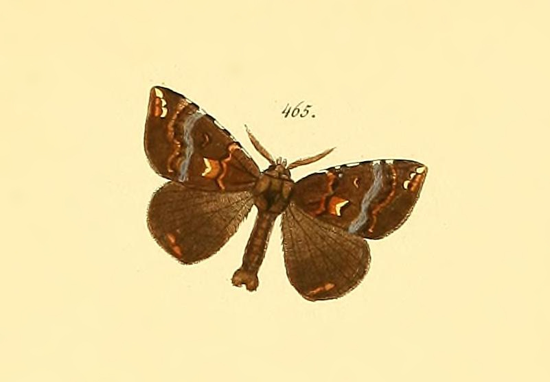 Prothysana terminalis