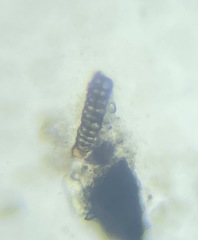 Bolivina