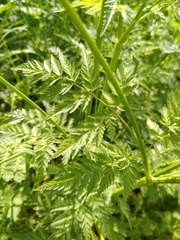 Anthriscus sylvestris
