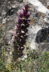 Acanthus syriacus