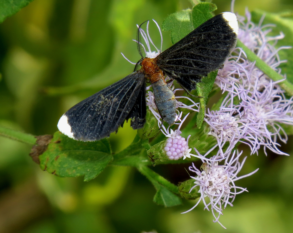 Whitetipped Black from National Butterfly Center, Butterfly Park