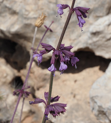 Salvia judaica