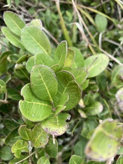 Eugenia sessiliflora