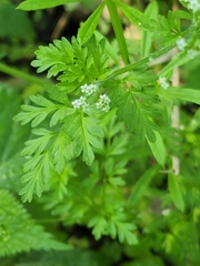 Chaerophyllum procumbens procumbens