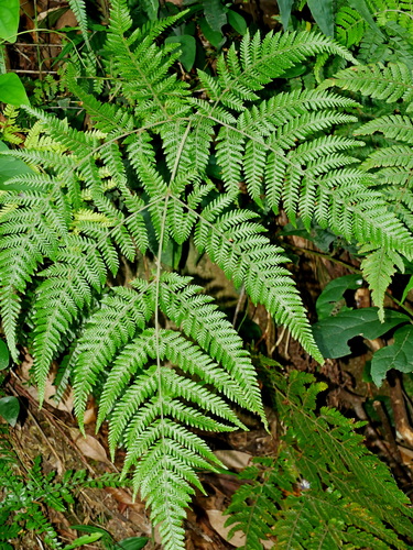 Broad Shield Fern (Lastreopsis tenera)