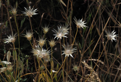 Catananche lutea