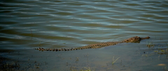 Crocodylus palustris