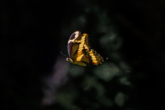 Heraclides cresphontes