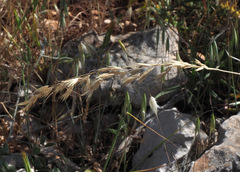 Arrhenatherum palaestinum