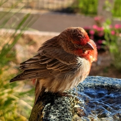 Haemorhous mexicanus