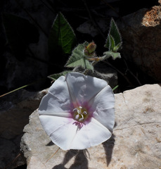 Convolvulus betonicifolius