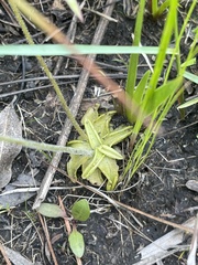 Pinguicula caerulea
